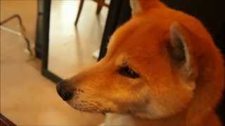 おかんと話す柴犬クッキーさん Shiba Inu speak to my mother [upl. by Kimmy]