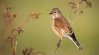 The song of the Common Linnet  Bird Sounds to recognize the Common Linnet  10 Hours [upl. by Lauren]