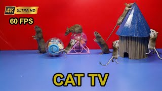 CAT TV Rat ProblemSolving Skills Food Puzzle Challenge Round Ball Snack Cat Games 4K 60fps [upl. by Enicul]