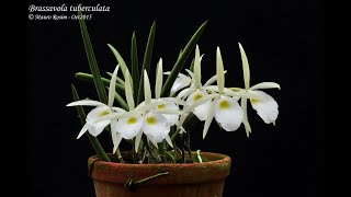 Brassavola tuberculata na Pedra Phaius e muito mais [upl. by Voccola]