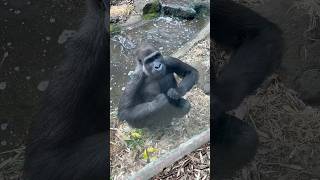 Gorilla beating chest gorilla [upl. by Dante181]