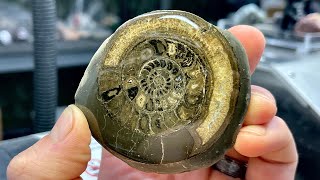 Polishing my first ammonite fossil how’d I do [upl. by Leonid]