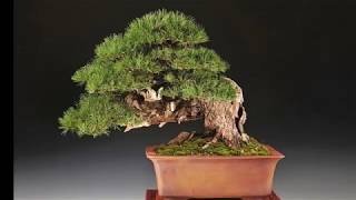 Restyling my old Mugo Pine Yamadori Bonsai [upl. by Yellac706]