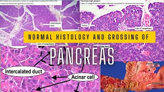 Learning about the basic normal histology and grossing of Pancreas [upl. by Shuler]