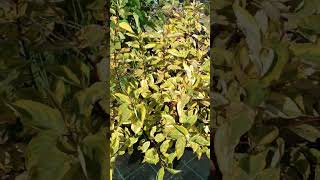 Дёрен белый Шпета cornus alba Spaethii Красивый кустарник [upl. by Ajed]