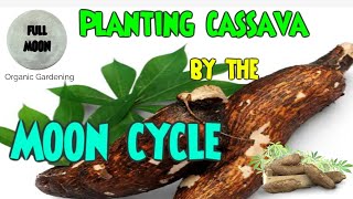 Growing quality Cassava using the Moon Cycle [upl. by Suk]