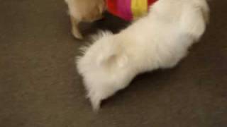 PEKINGESE FIGHTING 3 months old VS 3 years old [upl. by Asertal]