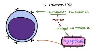 Understanding the Cells of the Immune System [upl. by Nilrak]