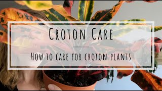 Croton care how to care for Croton Codiaeum variegatum [upl. by Daeriam]