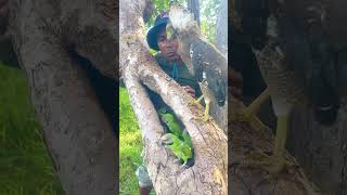 A man catch beauty parrots on a nest part 04 nightparrot superbparrot swiftparrot parrotlet [upl. by Nibbor801]