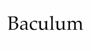 How to Pronounce Baculum [upl. by Dnalsor958]