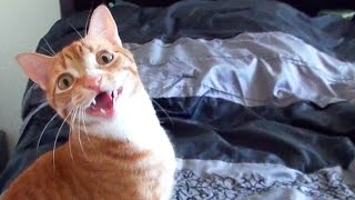 Funny Cats and Kittens Meowing Compilation [upl. by Narrat]