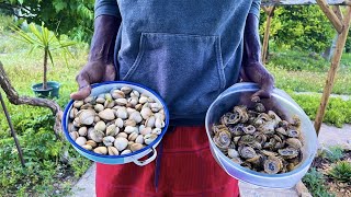 Foraging Lapas in the Algarve Portugal  Catch and Cook [upl. by Mavis]