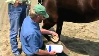 3M Veterinaria abscesos pezuña  Parte 2  3M veterinária abcessos casco Parte 2 [upl. by Ylellan]