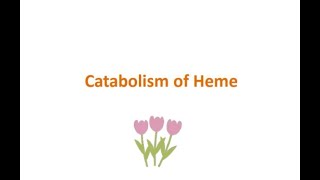 bio2 catabolism of Heme [upl. by Trilley]