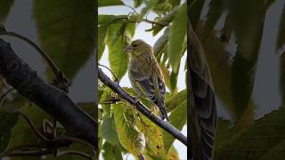 Young Greenfinch showing its juvenile plumage birds [upl. by Ennahgem]