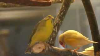 Male Green Singer finch singing Gouldians in background [upl. by Charteris]