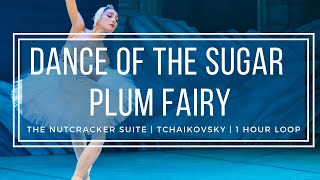 Dance of the Sugar Plum Fairy  Tchaikovsky Nutcracker  1 Hour Version [upl. by Karalynn]