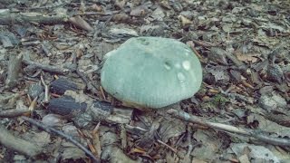 Russula virescens gibelurdina [upl. by Delwin]