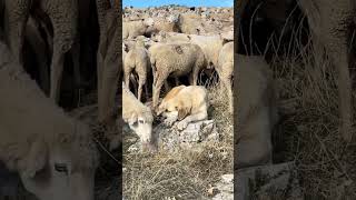 Rebaño de ovejas trashumantes 🐑 con su perro pastor 🐕 trashumancia perro [upl. by Shreve]