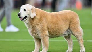 Kirk Herbstreit Mourns Beloved Dog Ben [upl. by Elleiad]