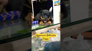 Rottweiler Aggressive Puppy rottweilerpuppy shorts short tall puppy [upl. by Quin55]