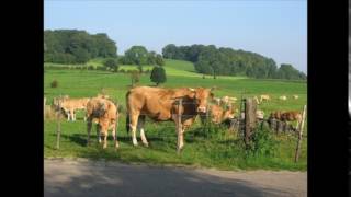 Vogelbescherming Nederland [upl. by Firooc]