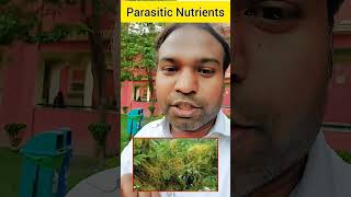 Parasitic Plants Cuscuta Plant 🪴 Life Process NCERT [upl. by Lakin47]