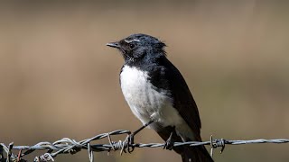 In Celebration of Willie Wagtails [upl. by Frydman]