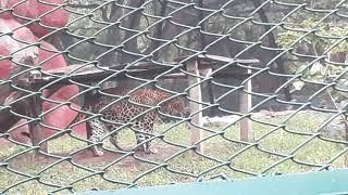 Chirutha Puli Telangana Hyderabad Zoo Park [upl. by Nosiddam]