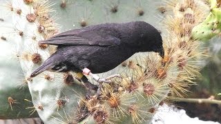 Darwin Finches Galapagos [upl. by Anaz]