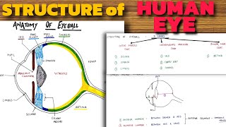 Structure of Human Eye  Anatomy of Eyeball  Eye Anatomy [upl. by Chrissie326]