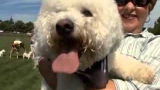 Dogs 101  Season One Videos Animal Planet3flv [upl. by Asselem]