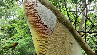 Sundarban forest honey colection 2024  part 6 [upl. by Melbourne]