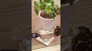 Plants time lapse 7 varieties bottomwatering houseplants timelapse plants indoorplants [upl. by Adamson]