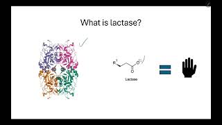 ENZYME TALES  Lactase [upl. by Arykat]