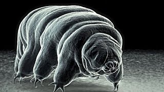 Meet The Worlds Toughest Animal The INVINCIBLE Tardigrade [upl. by Nicole]