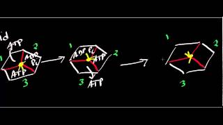 Biochemistry  ATP Synthase Mechanism [upl. by Lovato]