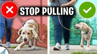 How to Stop Pulling Don’t Fall For The Leash Training Lie [upl. by Drummond705]