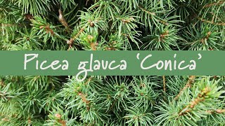 Picea glauca Conica at Prides Corner Farms [upl. by Eelyrag]