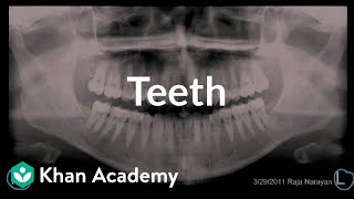 Teeth  Gastrointestinal system physiology  NCLEXRN  Khan Academy [upl. by Aisek655]