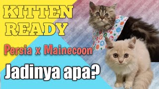 PERSIA KAWIN SAMA MAINECOON JADI kucing cat kitten persia mainecoon mixmainecoon [upl. by Katt]