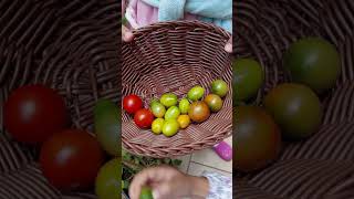 ASMR Viral Kids Harvesting Cherry Tomatoes shorts urbangardening tomatoharvest [upl. by Ellekram140]