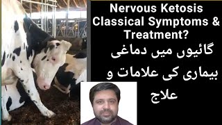 Classical Signs of Nervous Ketosis in Cow Before amp After Treatment ll Metabolic disorder [upl. by Tara]