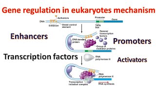 Gene regulation in Eukaryotes Promoters  Transcription factors  Enhancers Genetics for beginners [upl. by Namialus119]