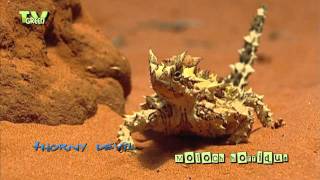 Thorny devil  Moloch horridus  Bergduivel [upl. by Einnalem]