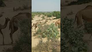 camels group find 🇵🇰🇵🇰🇵🇰 Sindhi Thar park [upl. by Mich]