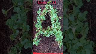 Mustard seed A আকার ধারন করে mustard seeds garden reels tiktok homegarden A plants grow [upl. by Nuli]