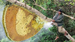 Harvesting natural Honey Bee Hive From Mountain Goes Market Sell [upl. by Oihsoy999]