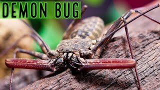 Tailless Whip Scorpion Info amp Care Damon medius  D diadema [upl. by Klayman]